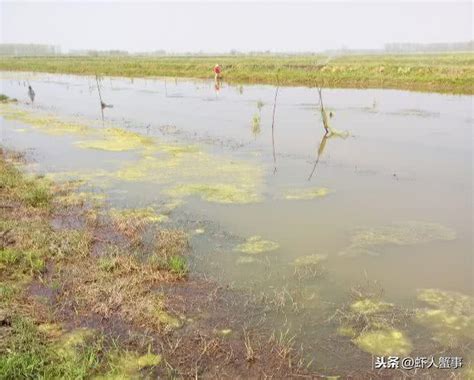 青苔養殖|如何有效防控青苔，各大小養殖戶看過來！